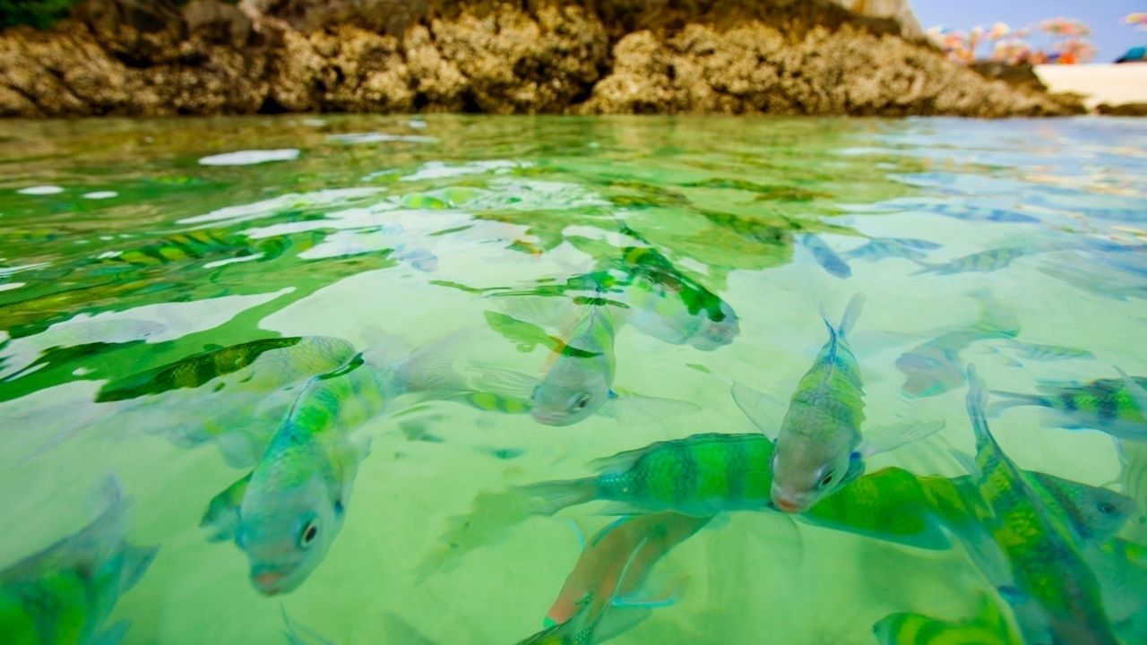 Wallpaper small fishes, water, transparent, rocks