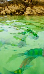 Preview wallpaper small fishes, water, transparent, rocks