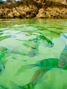 Preview wallpaper small fishes, water, transparent, rocks