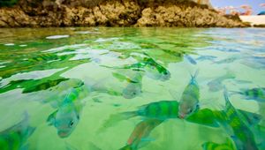 Preview wallpaper small fishes, water, transparent, rocks