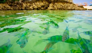 Preview wallpaper small fishes, water, transparent, rocks