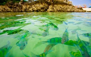 Preview wallpaper small fishes, water, transparent, rocks