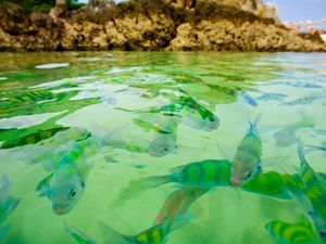 Preview wallpaper small fishes, water, transparent, rocks