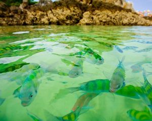 Preview wallpaper small fishes, water, transparent, rocks