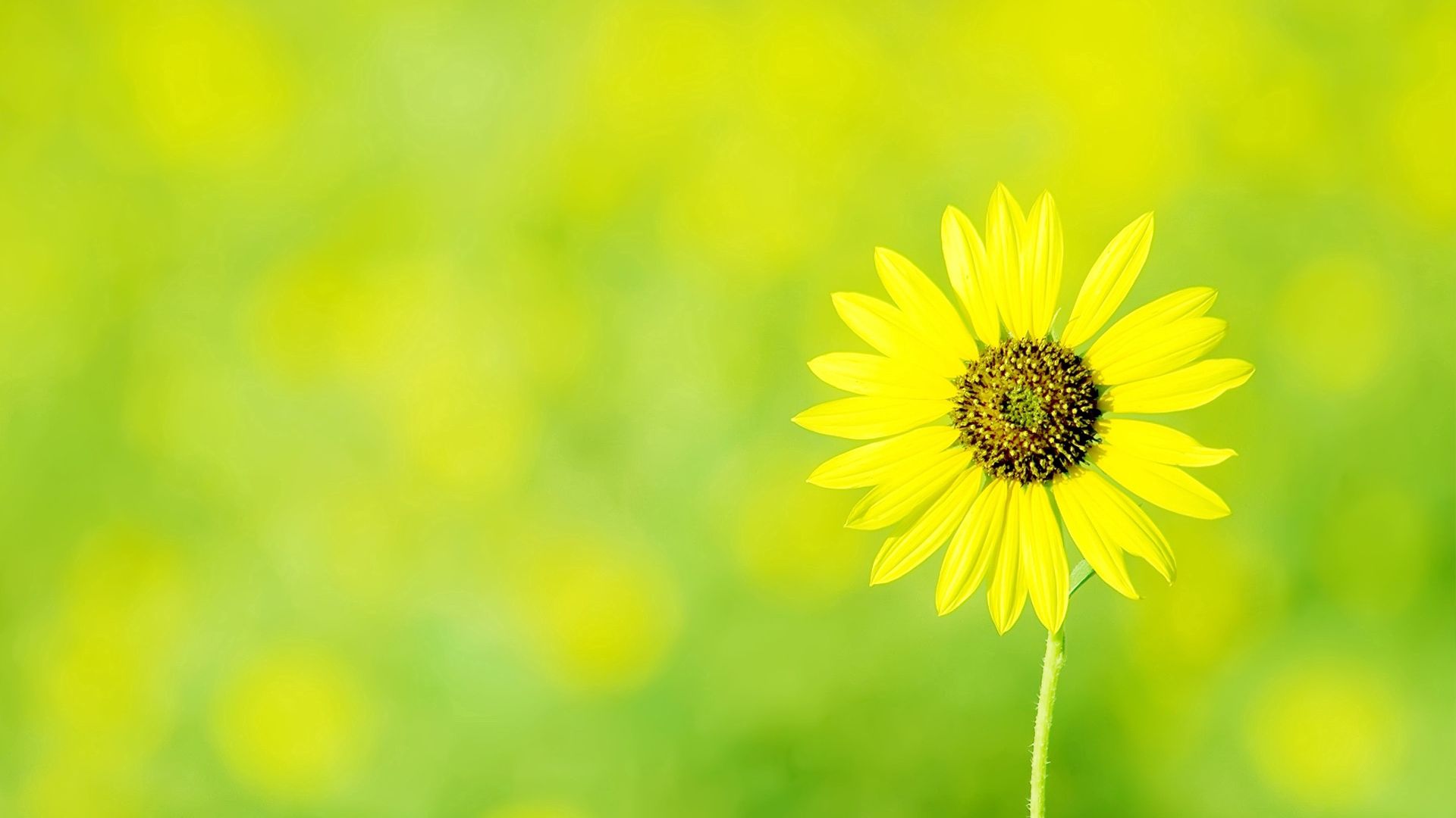 Download wallpaper 1920x1080 small, green, flower, yellow full hd, hdtv,  fhd, 1080p hd background