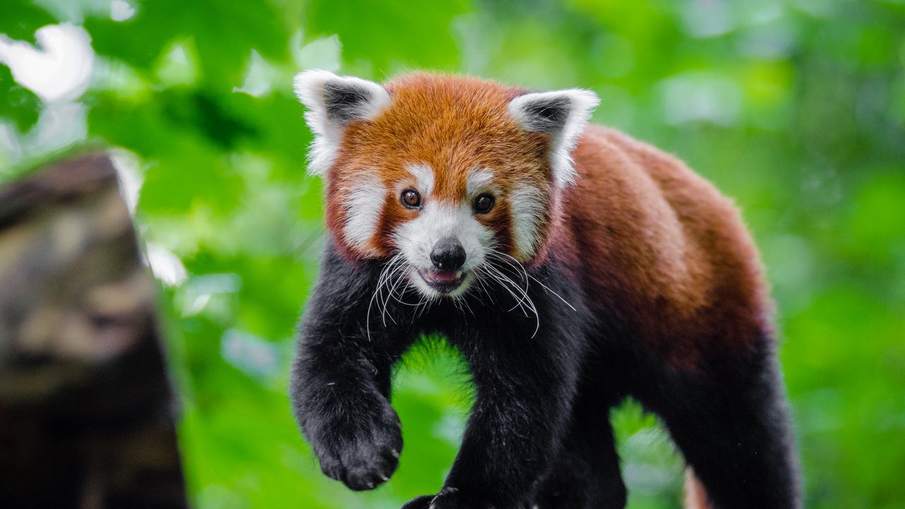 Wallpaper small panda, red panda, cute