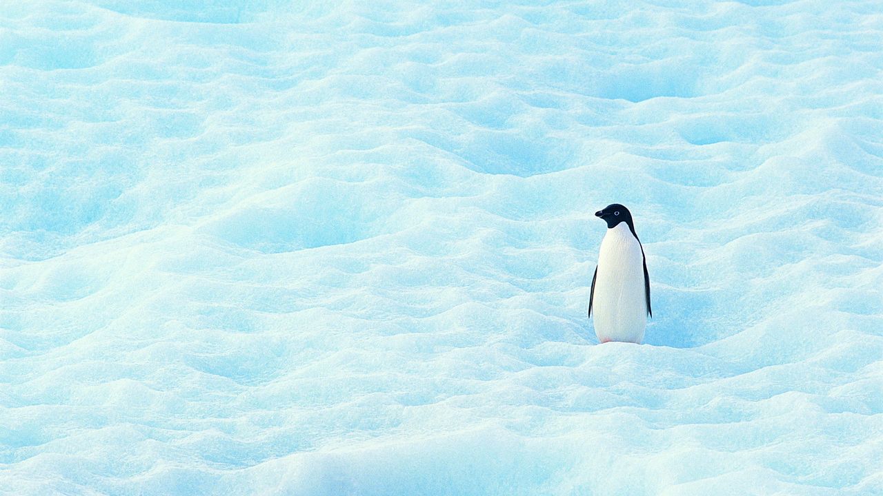 Wallpaper small, penguin, north, snow