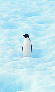 Preview wallpaper small, penguin, north, snow