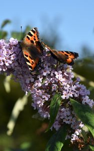 Preview wallpaper small tortoiseshell, butterflies, lilac, flowers, macro