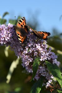 Preview wallpaper small tortoiseshell, butterflies, lilac, flowers, macro