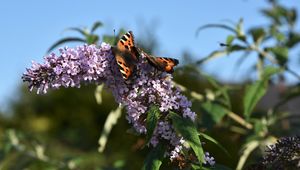 Preview wallpaper small tortoiseshell, butterflies, lilac, flowers, macro