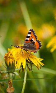 Preview wallpaper small tortoiseshell, butterfly, dandelion, macro