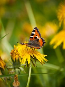 Preview wallpaper small tortoiseshell, butterfly, dandelion, macro