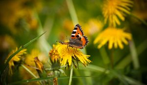 Preview wallpaper small tortoiseshell, butterfly, dandelion, macro