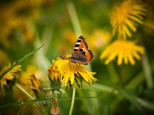 Preview wallpaper small tortoiseshell, butterfly, dandelion, macro