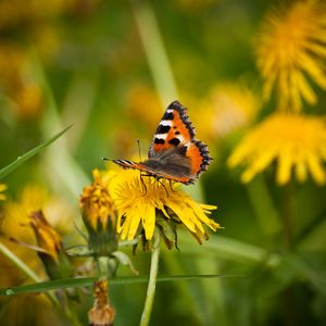 Preview wallpaper small tortoiseshell, butterfly, dandelion, macro