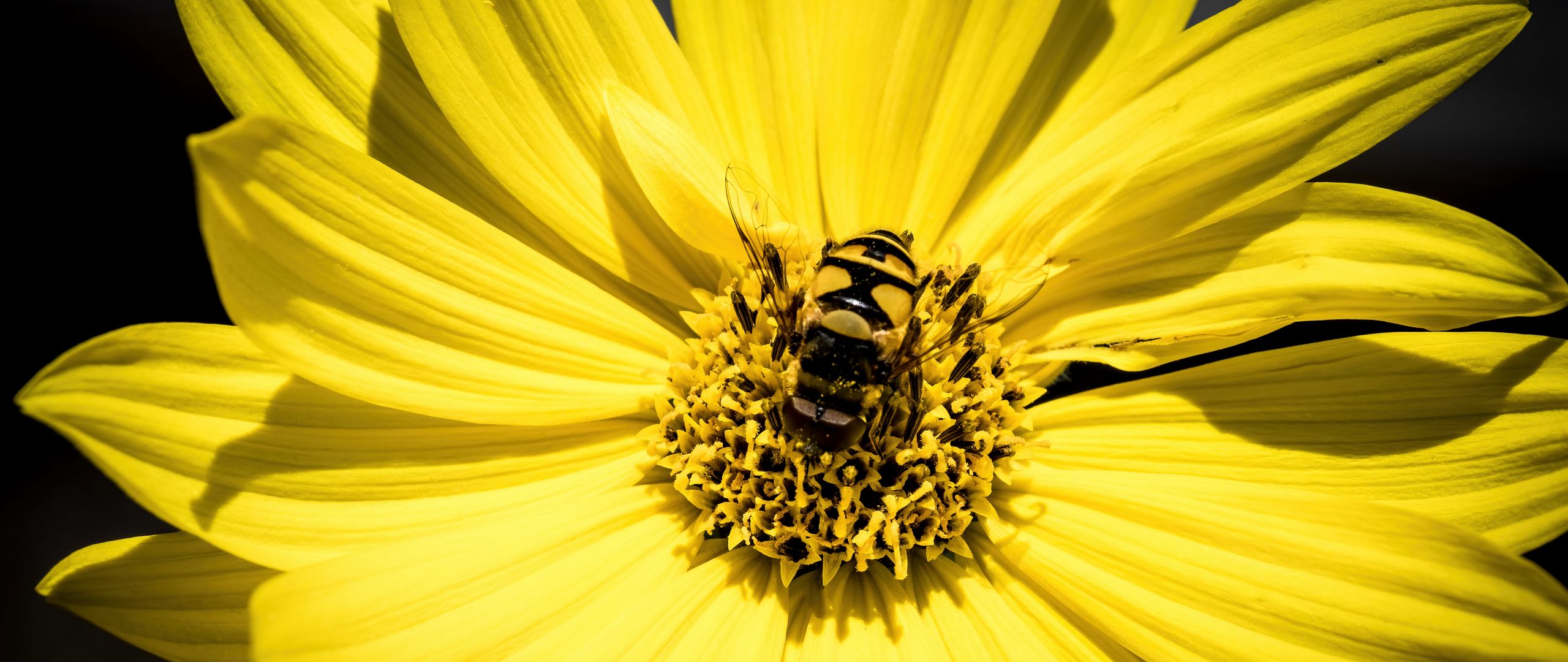 Download wallpaper 2560x1080 myathropa, bee, flower, macro, yellow dual