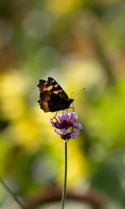 Preview wallpaper small tortoiseshell, butterfly, flower, macro, blur