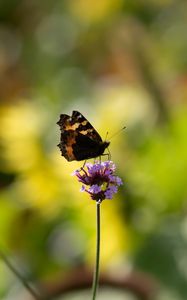 Preview wallpaper small tortoiseshell, butterfly, flower, macro, blur