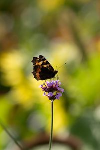 Preview wallpaper small tortoiseshell, butterfly, flower, macro, blur