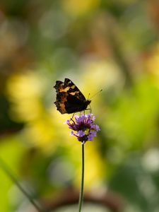 Preview wallpaper small tortoiseshell, butterfly, flower, macro, blur