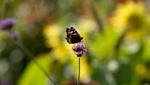 Preview wallpaper small tortoiseshell, butterfly, flower, macro, blur