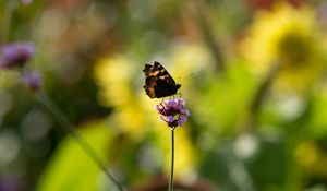 Preview wallpaper small tortoiseshell, butterfly, flower, macro, blur