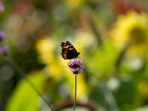 Preview wallpaper small tortoiseshell, butterfly, flower, macro, blur