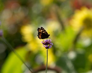 Preview wallpaper small tortoiseshell, butterfly, flower, macro, blur