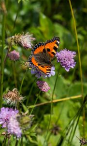 Preview wallpaper small tortoiseshell, butterfly, flowers, macro