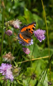 Preview wallpaper small tortoiseshell, butterfly, flowers, macro