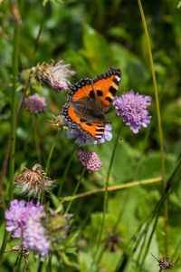 Preview wallpaper small tortoiseshell, butterfly, flowers, macro