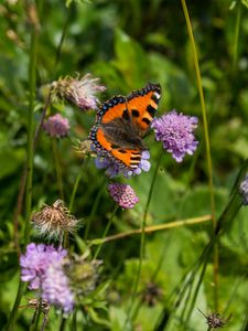 Preview wallpaper small tortoiseshell, butterfly, flowers, macro