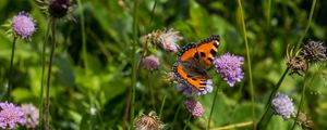 Preview wallpaper small tortoiseshell, butterfly, flowers, macro