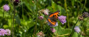 Preview wallpaper small tortoiseshell, butterfly, flowers, macro