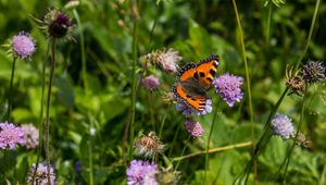 Preview wallpaper small tortoiseshell, butterfly, flowers, macro