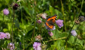 Preview wallpaper small tortoiseshell, butterfly, flowers, macro