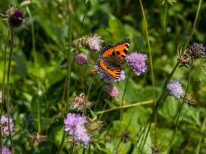 Preview wallpaper small tortoiseshell, butterfly, flowers, macro