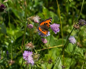 Preview wallpaper small tortoiseshell, butterfly, flowers, macro