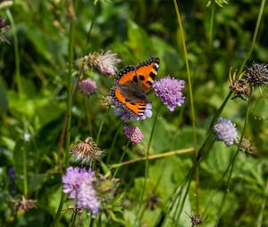 Preview wallpaper small tortoiseshell, butterfly, flowers, macro