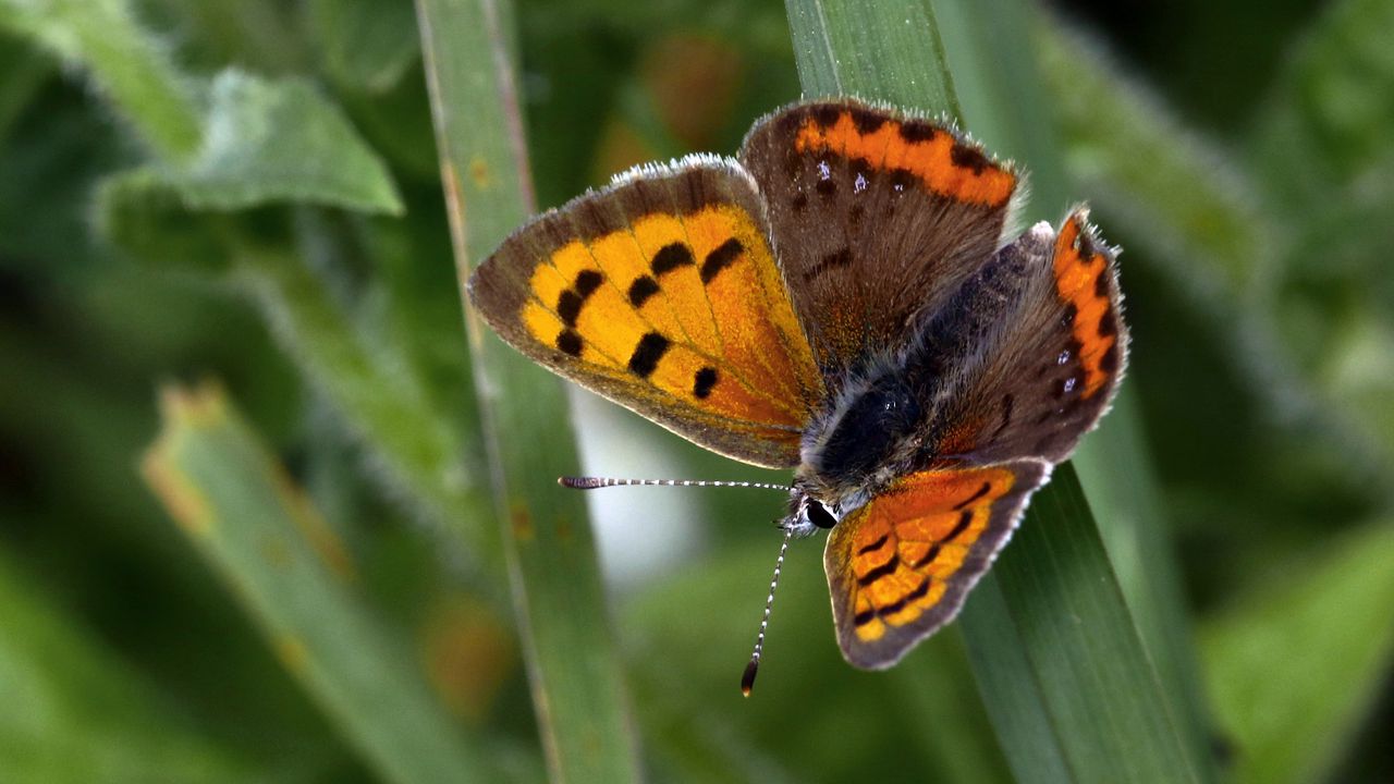 Wallpaper small tortoiseshell, butterfly, insect, leaf, macro