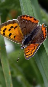 Preview wallpaper small tortoiseshell, butterfly, insect, leaf, macro