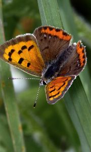 Preview wallpaper small tortoiseshell, butterfly, insect, leaf, macro