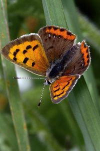 Preview wallpaper small tortoiseshell, butterfly, insect, leaf, macro