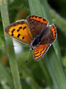 Preview wallpaper small tortoiseshell, butterfly, insect, leaf, macro