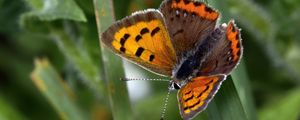 Preview wallpaper small tortoiseshell, butterfly, insect, leaf, macro