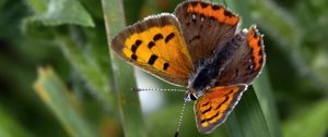 Preview wallpaper small tortoiseshell, butterfly, insect, leaf, macro