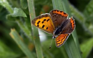 Preview wallpaper small tortoiseshell, butterfly, insect, leaf, macro