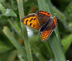 Preview wallpaper small tortoiseshell, butterfly, insect, leaf, macro