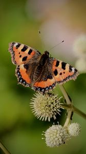 Preview wallpaper small tortoiseshell, butterfly, plant, macro, blur